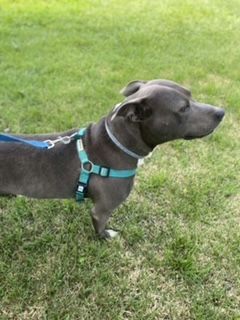 Diesel, an adoptable American Staffordshire Terrier in Conover, NC, 28613 | Photo Image 3