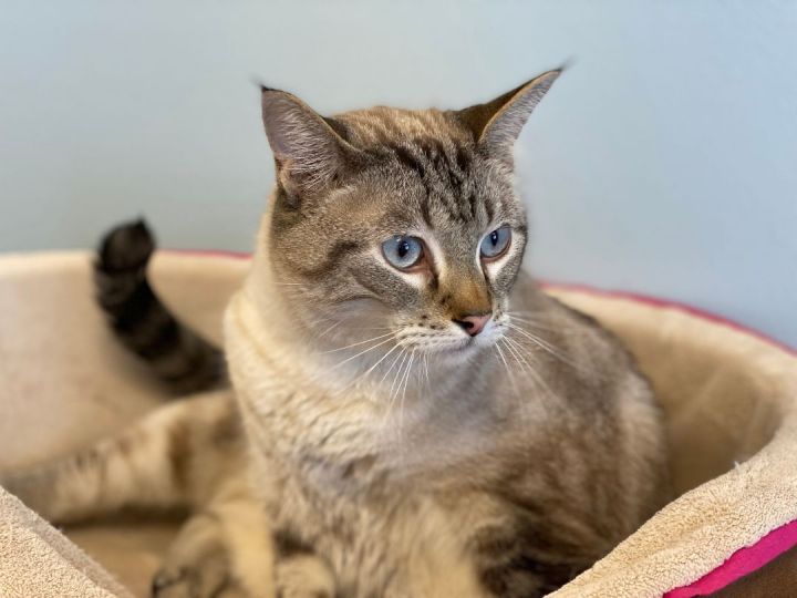 Arie, an adoptable Siamese & Tabby Mix in Pierre, SD_image-2