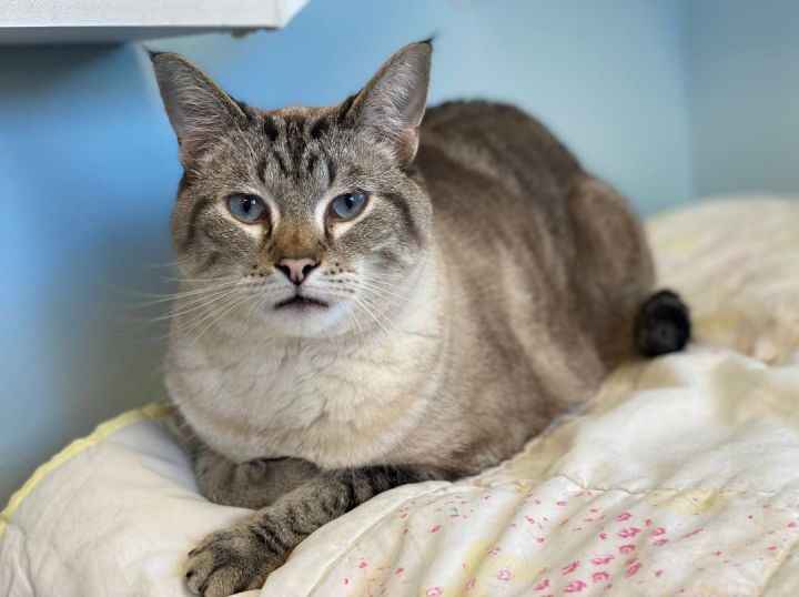 Arie, an adoptable Siamese & Tabby Mix in Pierre, SD_image-1
