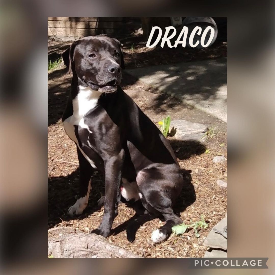 DRACO- Needs a foster/forever home!