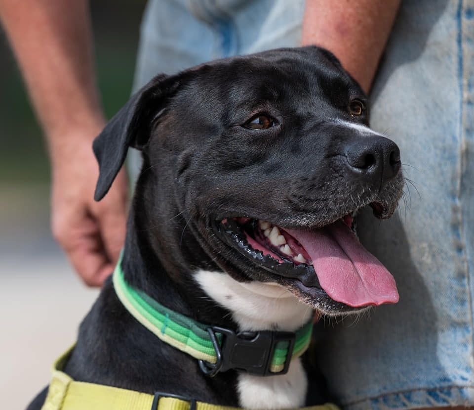 DRACO- Needs a foster/forever home!, an adoptable Labrador Retriever, Terrier in Birmingham, MI, 48012 | Photo Image 1