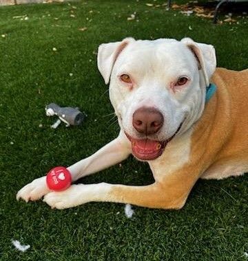 Abe, an adoptable Pit Bull Terrier Mix in Rocklin , CA_image-4