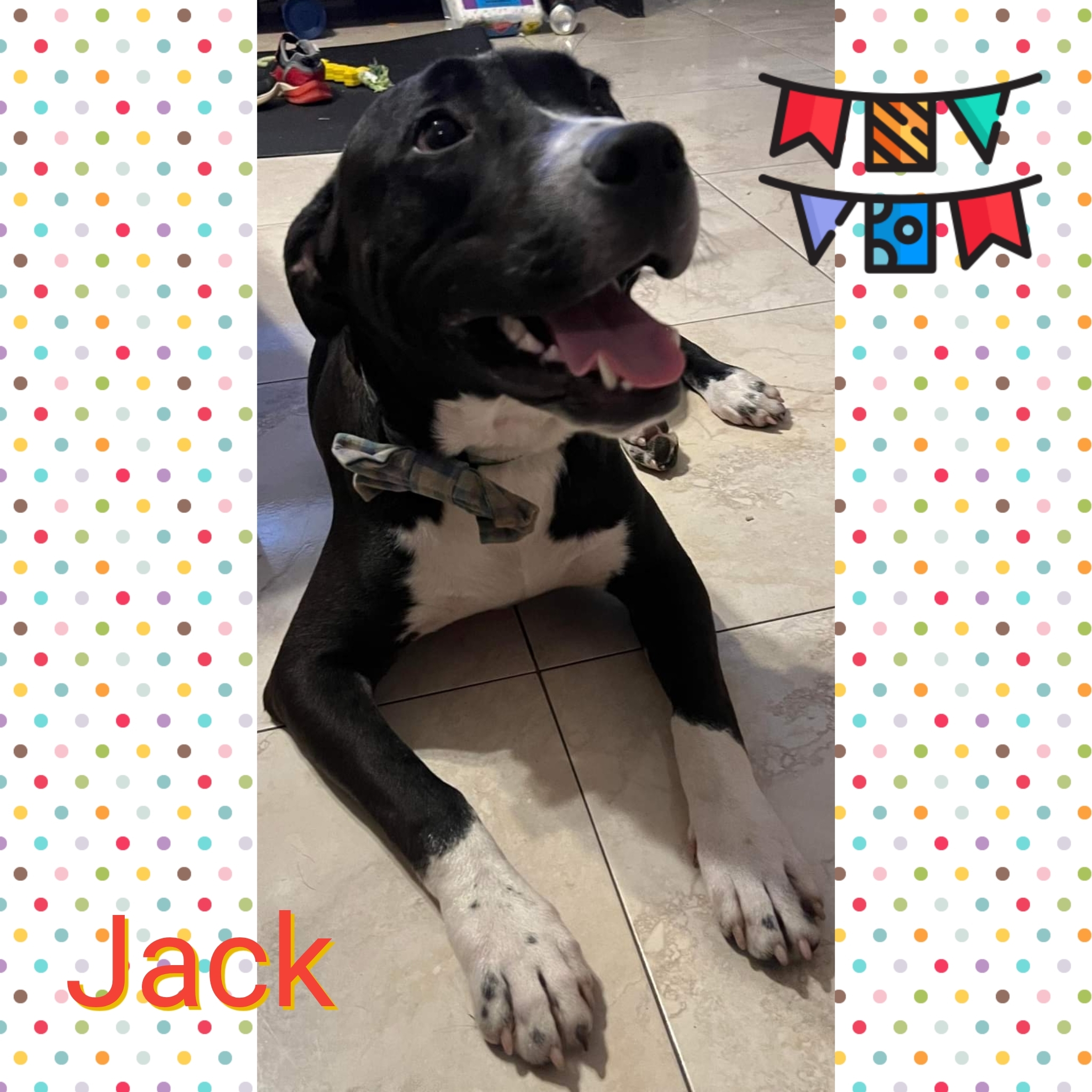Jack, an adoptable Labrador Retriever in Fort Walton Beach, FL, 32547 | Photo Image 1