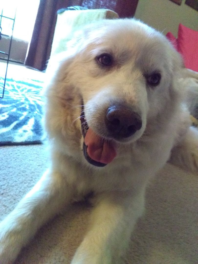 Rose- Mini-Pyr Girl - New to Rescue
