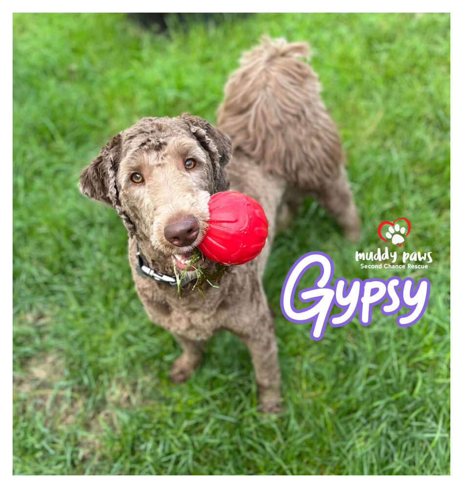 Gypsy - ADOPTION PENDING