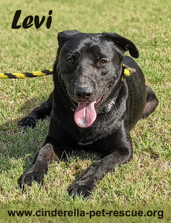 Levi Blue, an adoptable Labrador Retriever Mix in Mission, TX_image-1