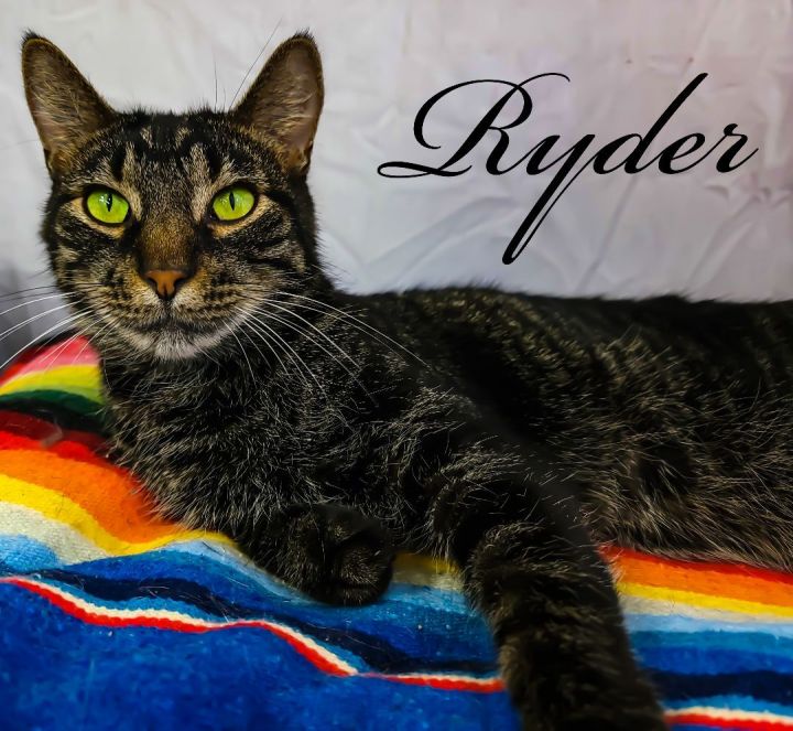 Ryder, an adoptable Domestic Short Hair in Niles, MI_image-1