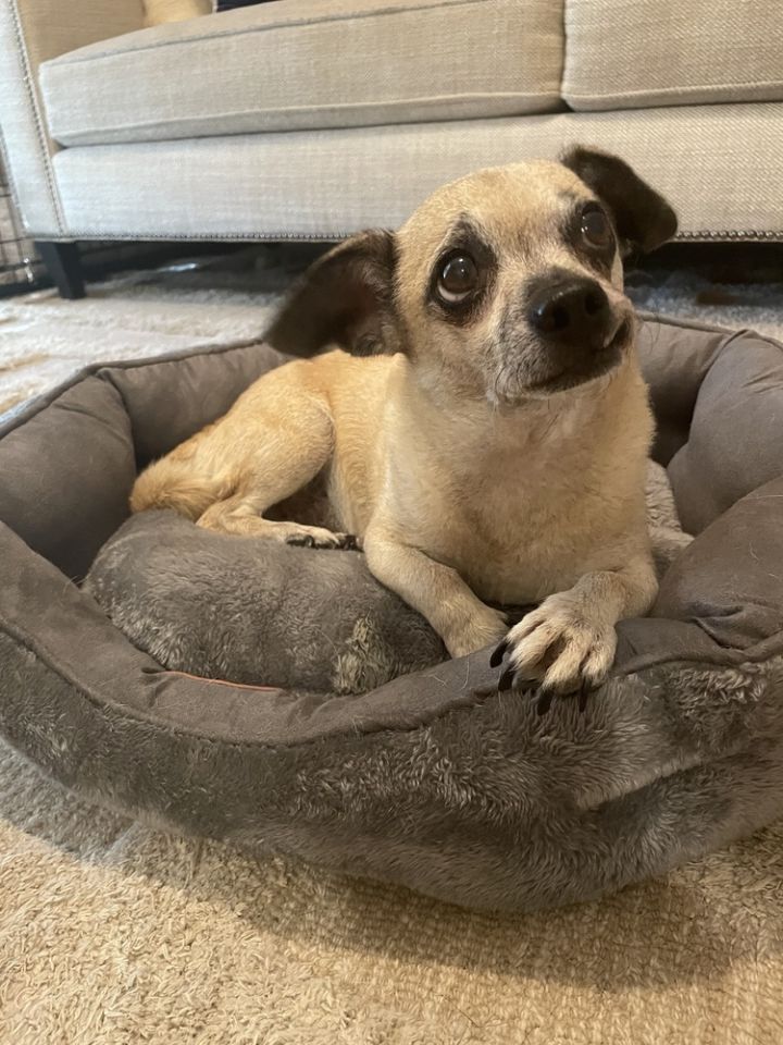 Cuco, an adoptable Chihuahua & Pug Mix in Dallas, TX_image-2