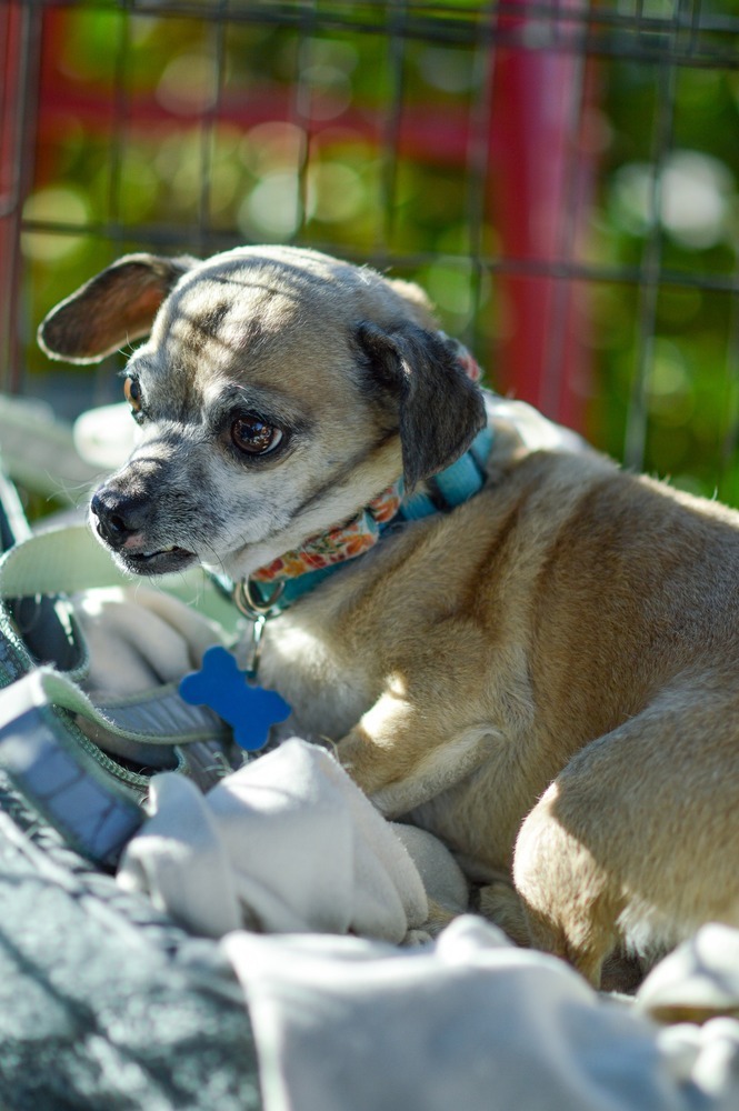 Cuco, an adoptable Chihuahua & Pug Mix in Dallas, TX_image-4