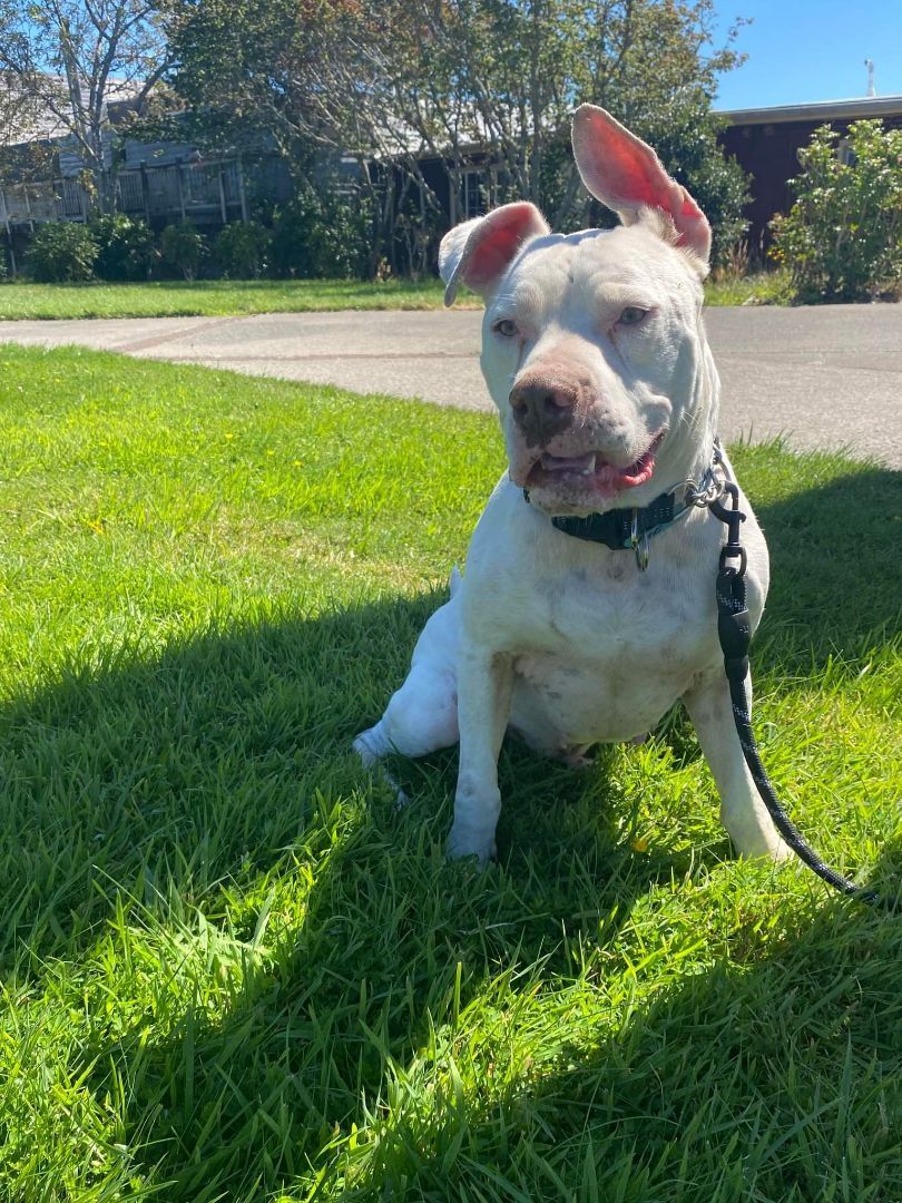 Stanley, the Happy Boy