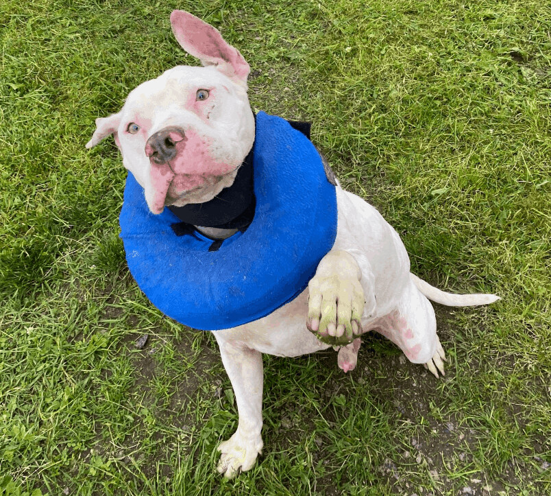 Stanley, an adoptable Pit Bull Terrier in Reedsport, OR, 97467 | Photo Image 3