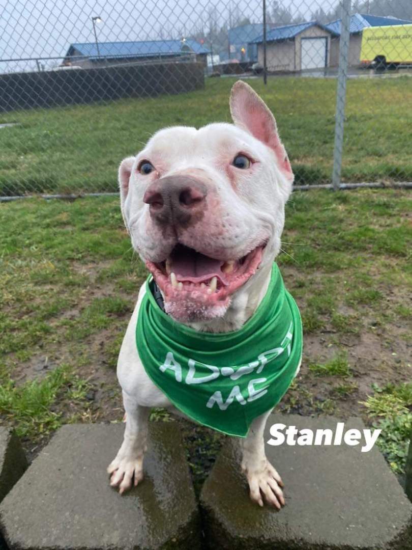 Stanley, an adoptable Pit Bull Terrier in Reedsport, OR, 97467 | Photo Image 1