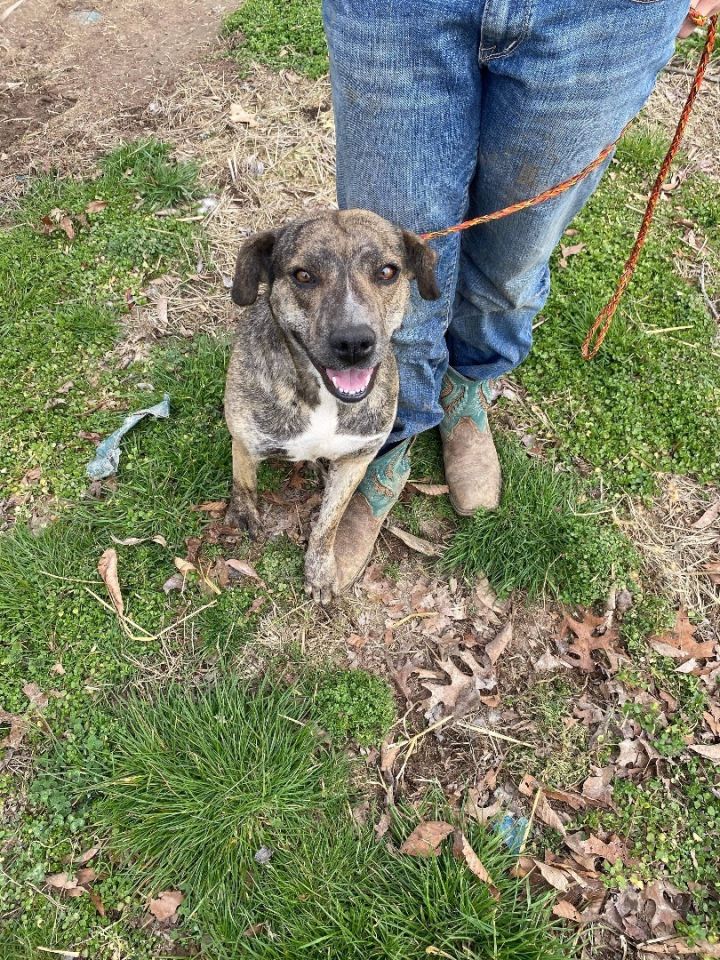 Bella, an adoptable Mountain Cur & Shepherd Mix in New Bedford, MA_image-1