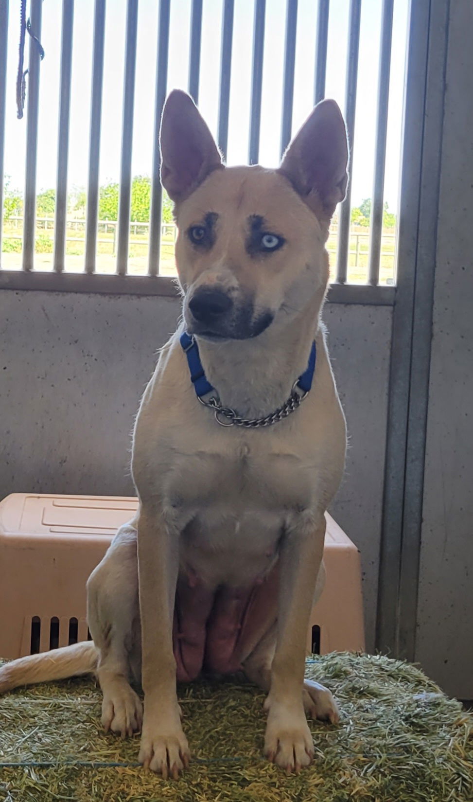 ELSAA, an adoptable Husky, Shepherd in Chico, CA, 95973 | Photo Image 1