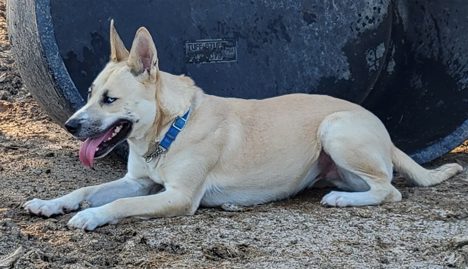 ELSAA, an adoptable Husky, Shepherd in Chico, CA, 95973 | Photo Image 2
