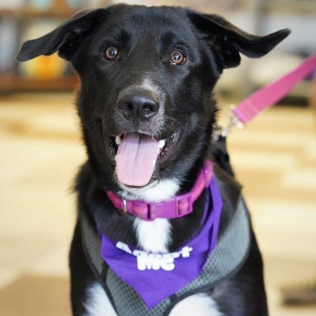 Dolce, an adoptable Border Collie & Husky Mix in Springfield, MO_image-2