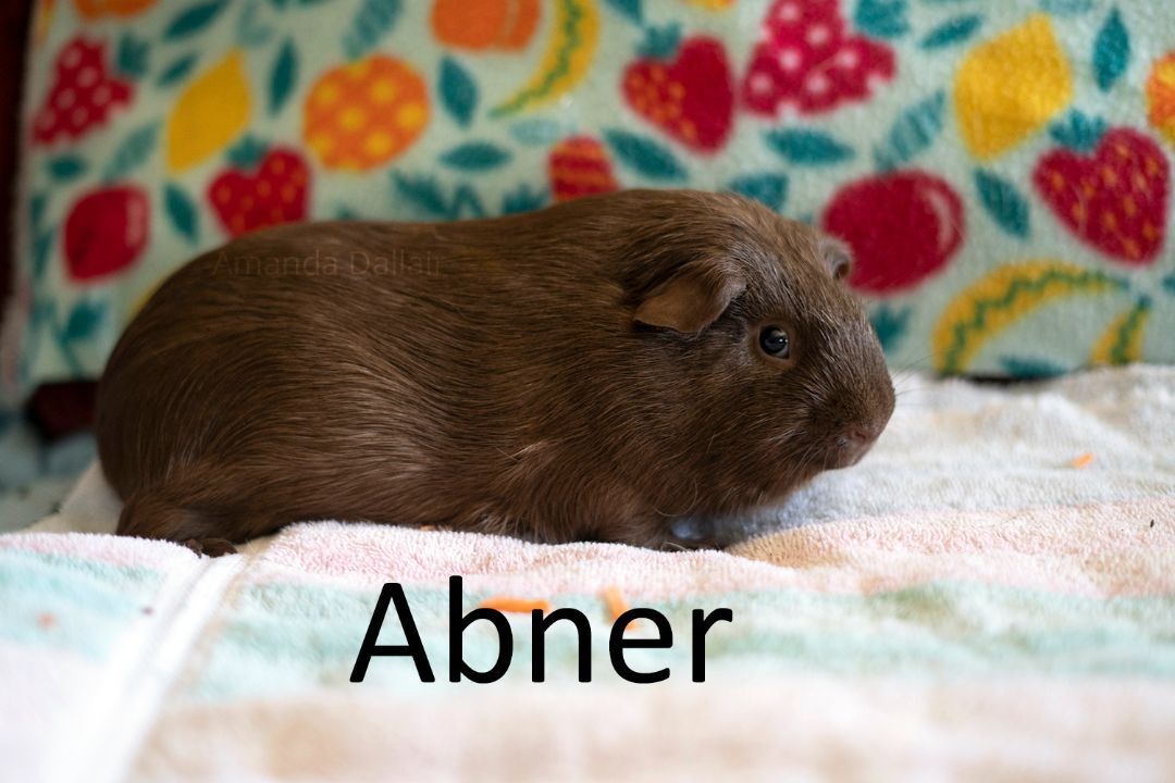 Abner detail page