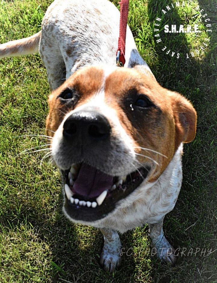 Dog For Adoption Red An Australian Cattle Dog Blue Heeler Mix In Table Rock Ne Petfinder