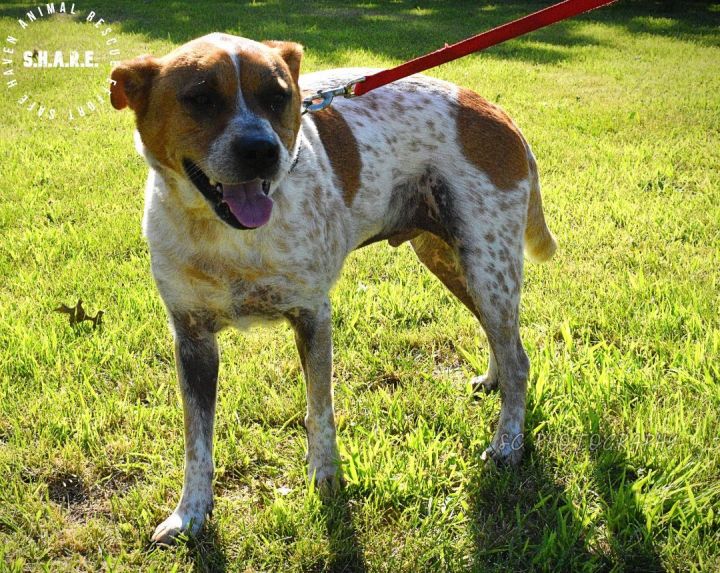 Dog For Adoption Red An Australian Cattle Dog Blue Heeler Mix In Table Rock Ne Petfinder