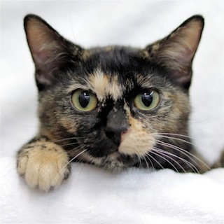 Amelia - No Longer Accepting Applications, an adoptable Domestic Short Hair Mix in Minneapolis, MN_image-1
