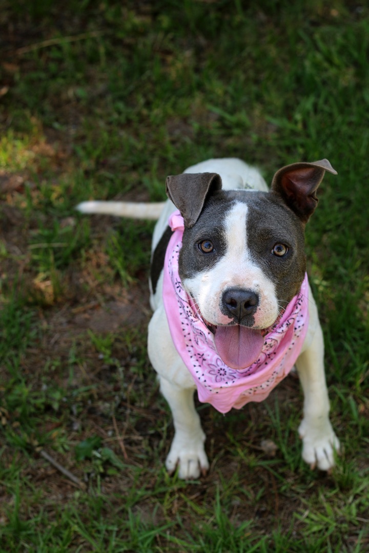 Patterdale staffordshire bull terrier 2024 cross