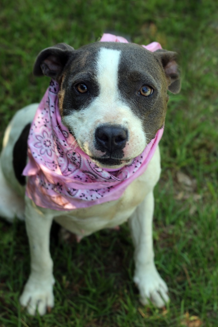 Noah, an adoptable Pit Bull Terrier & Patterdale Terrier / Fell Terrier Mix in Marshallville, GA_image-3