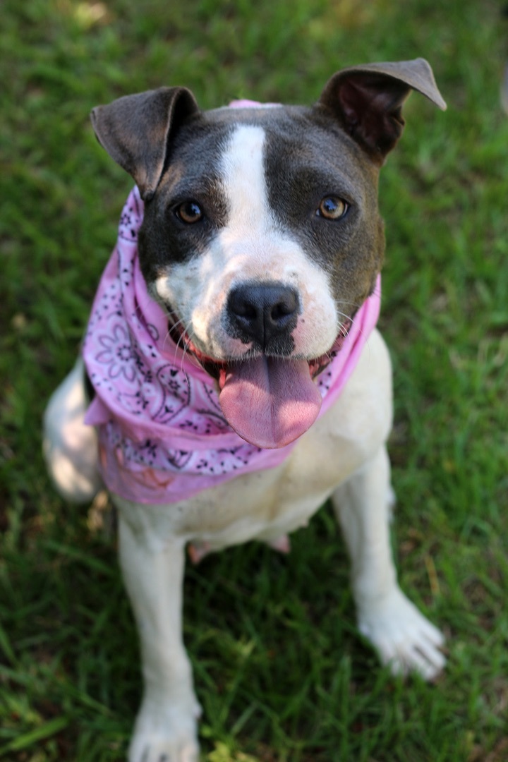 Noah, an adoptable Pit Bull Terrier & Patterdale Terrier / Fell Terrier Mix in Marshallville, GA_image-5