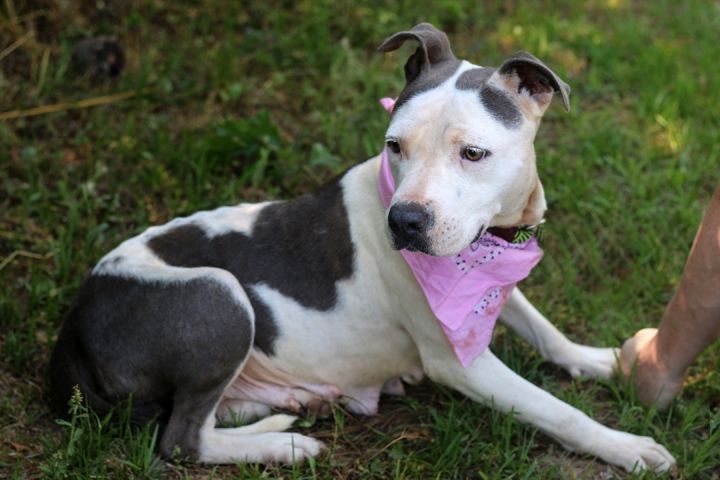 Miley, an adoptable Pit Bull Terrier & Patterdale Terrier / Fell Terrier Mix in Marshallville, GA_image-2