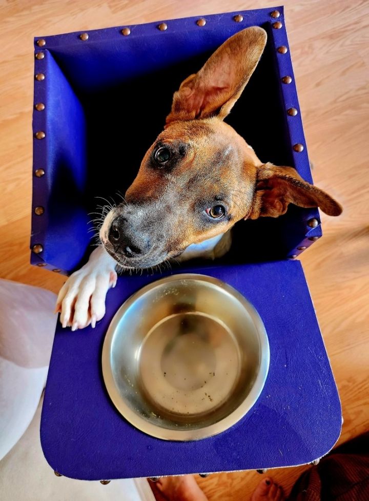 Arcee, an adoptable German Shepherd Dog & American Staffordshire Terrier Mix in Oakland, CA_image-5