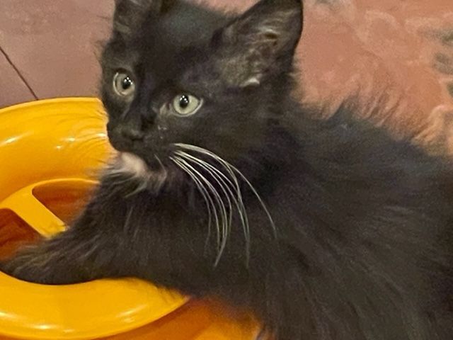 Tux Bunch