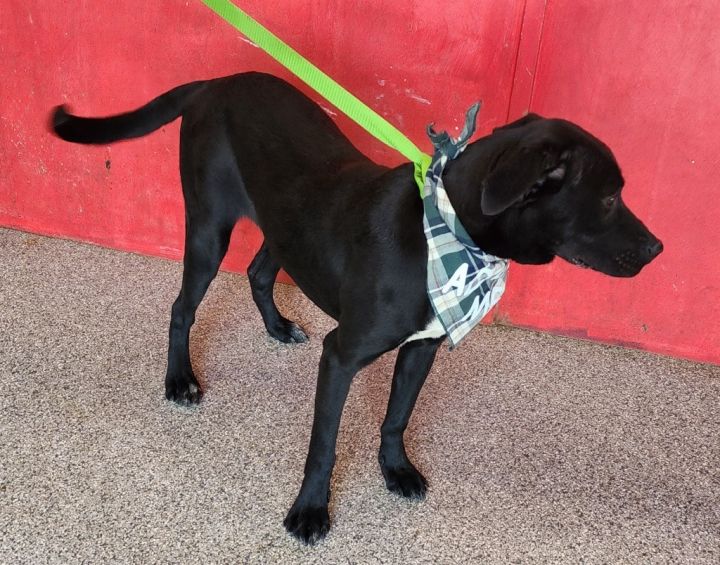 Ricky, an adoptable Labrador Retriever Mix in Seminole, OK_image-2