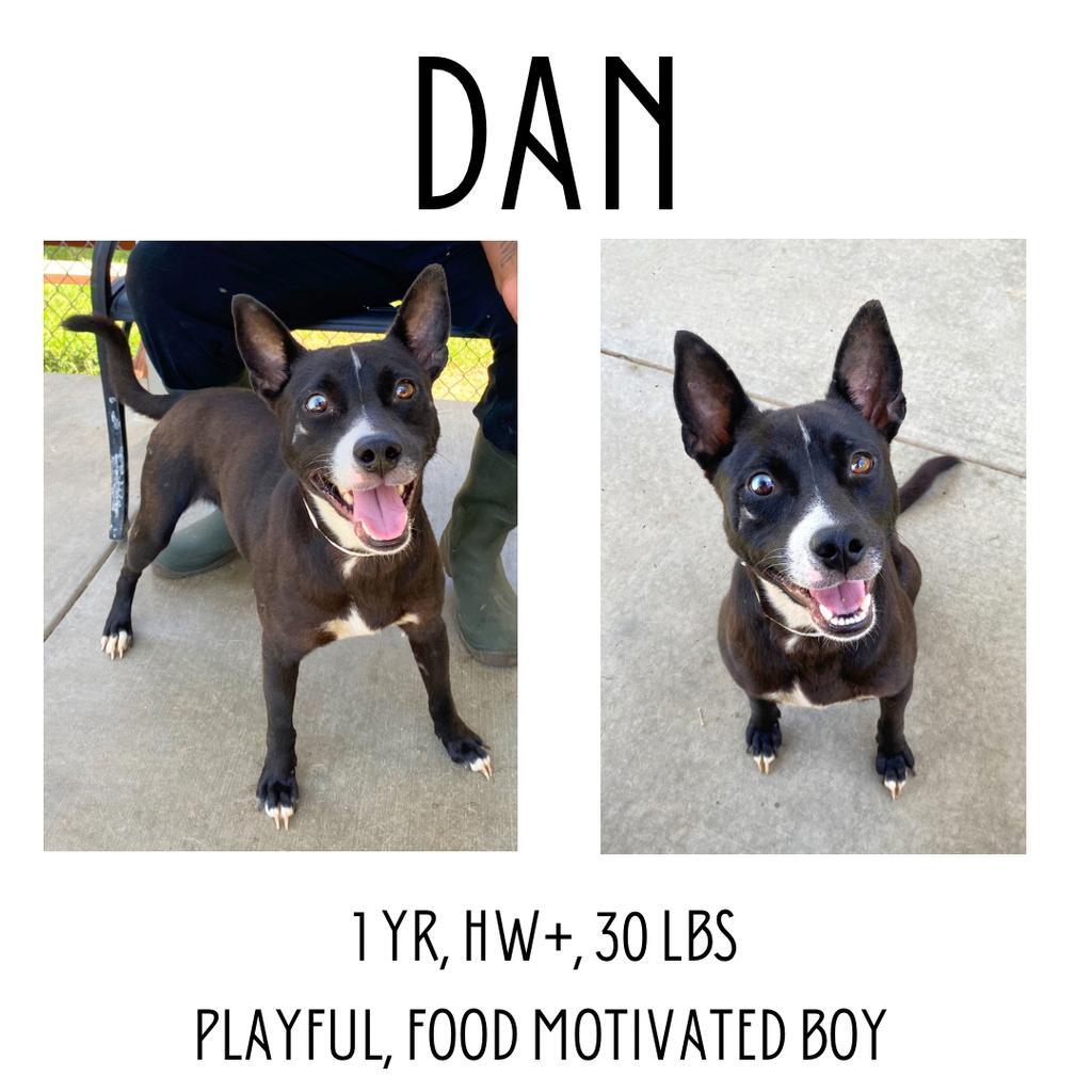 Dan