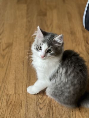 Rosie's Prince KITTEN