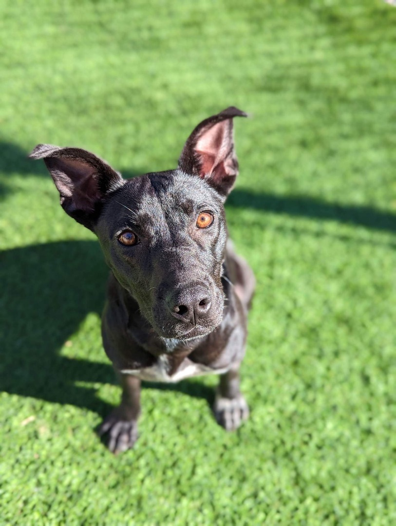 Oreo , an adoptable Pit Bull Terrier, Hound in Oak Ridge, TN, 37830 | Photo Image 1