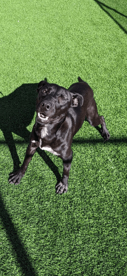 Oreo , an adoptable Pit Bull Terrier, Hound in Oak Ridge, TN, 37830 | Photo Image 2