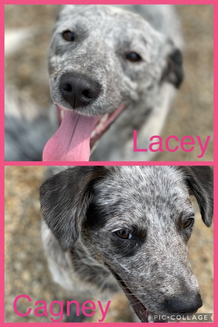 BONDED: Lacey and Cagney