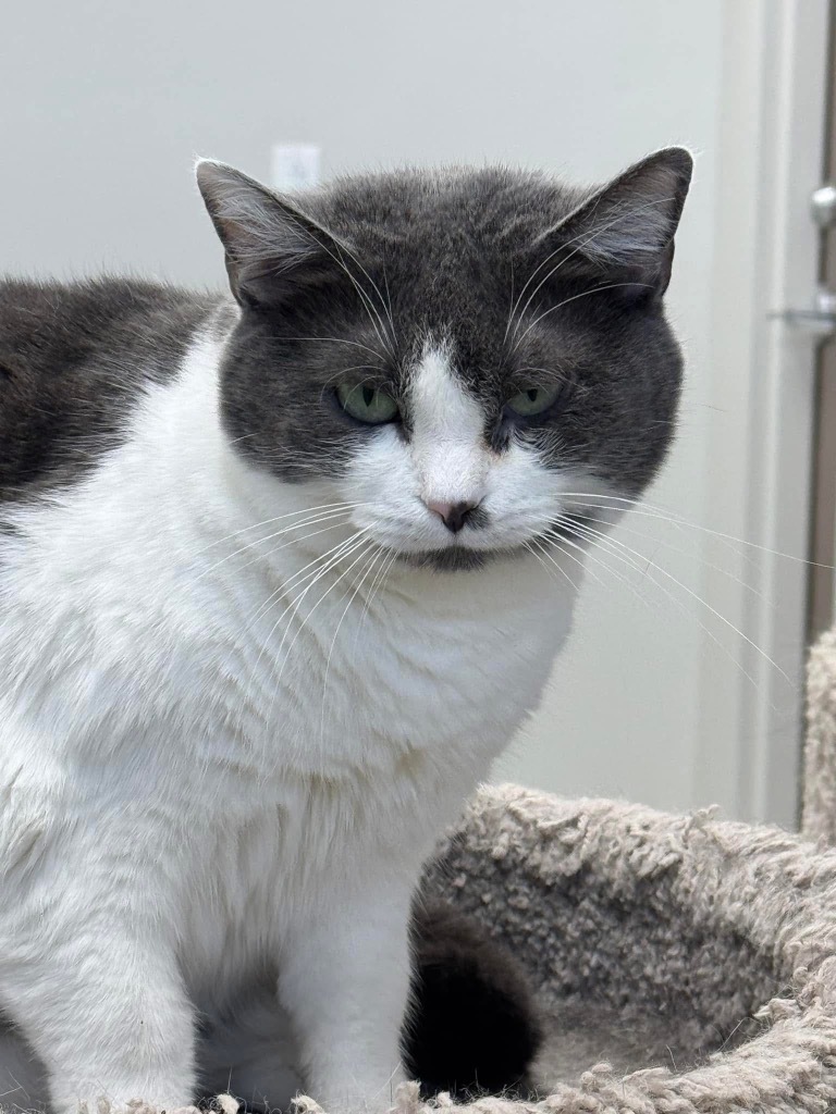 Morgan, an adoptable Domestic Short Hair in Dalton, GA, 30721 | Photo Image 1