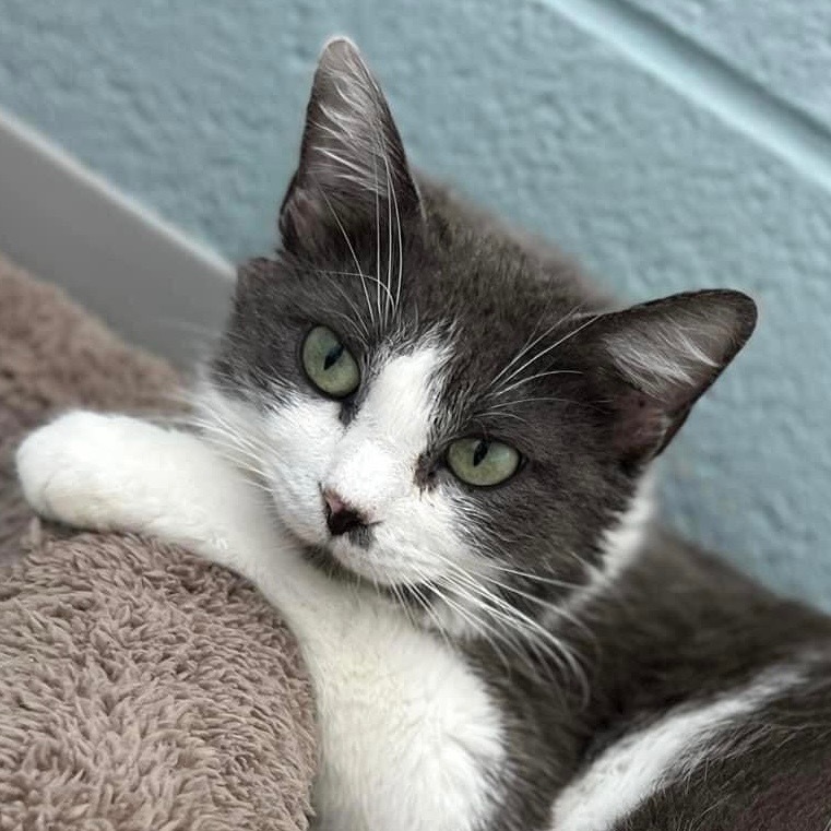 Morgan, an adoptable Domestic Short Hair in Dalton, GA, 30721 | Photo Image 3