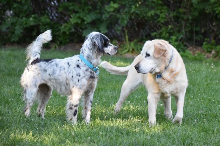 Dorothea- Foster Home Needed, an adoptable English Setter in Wood Dale, IL_image-3
