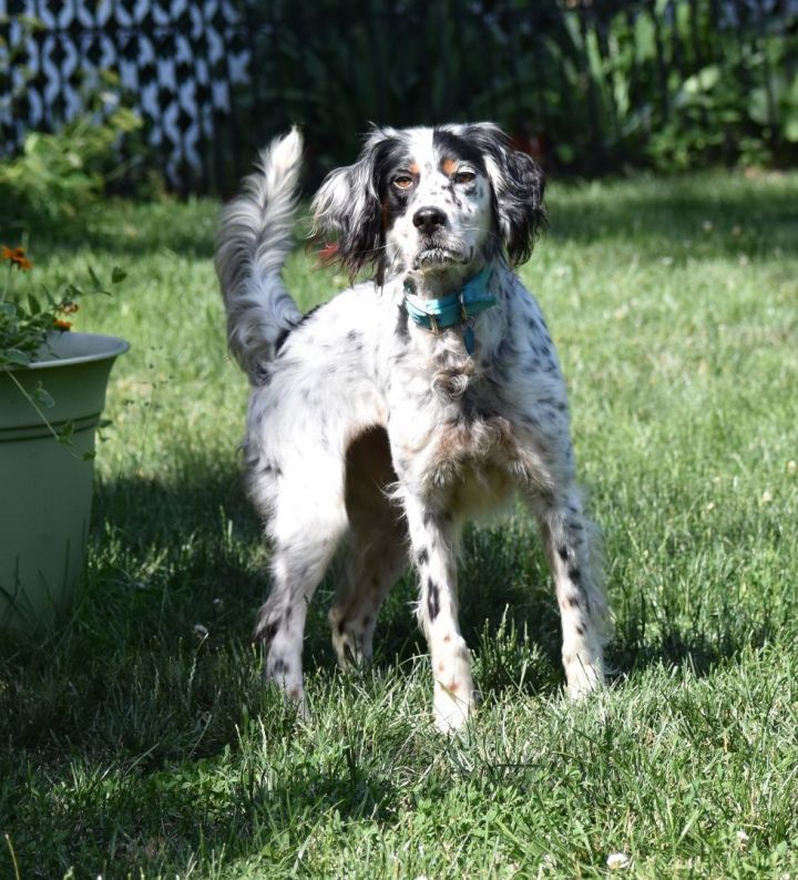 Dorothea- Foster Home Needed, an adoptable English Setter in Wood Dale, IL_image-5
