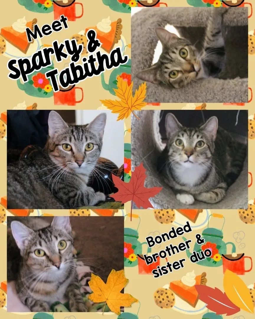 Tabitha Bonded With Sparky detail page