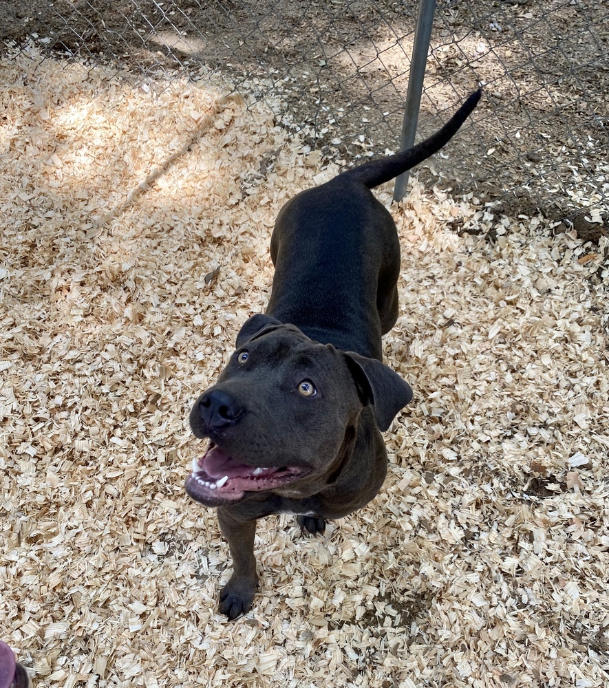 Agnes, an adoptable Pit Bull Terrier in Troy, AL, 36081 | Photo Image 2