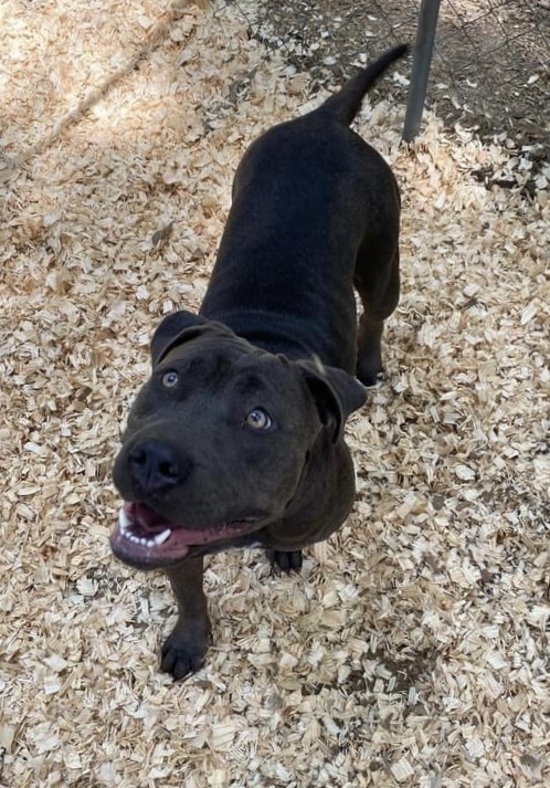 Agnes, an adoptable Pit Bull Terrier in Troy, AL, 36081 | Photo Image 2