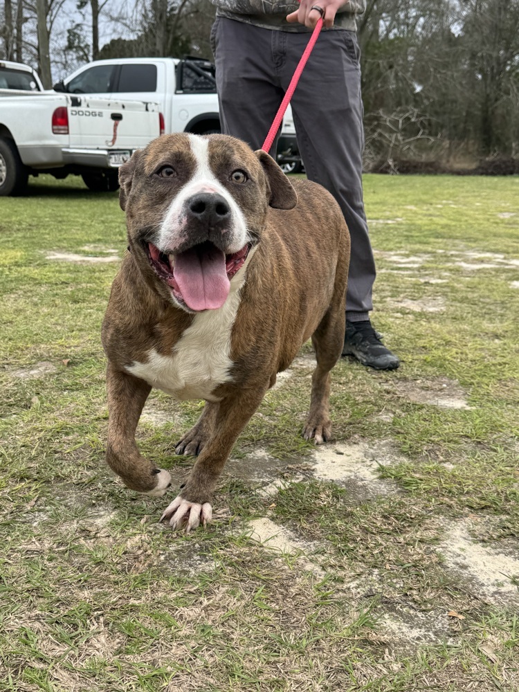 Margo, an adoptable Pit Bull Terrier in Troy, AL, 36081 | Photo Image 1