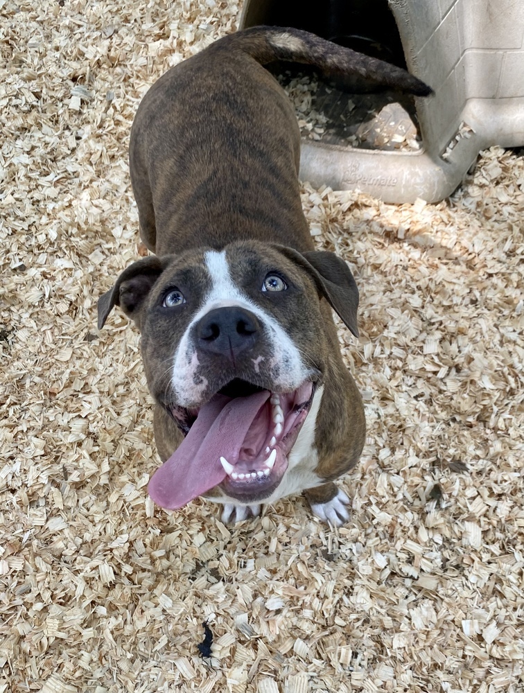 Margo, an adoptable Pit Bull Terrier in Troy, AL, 36081 | Photo Image 1