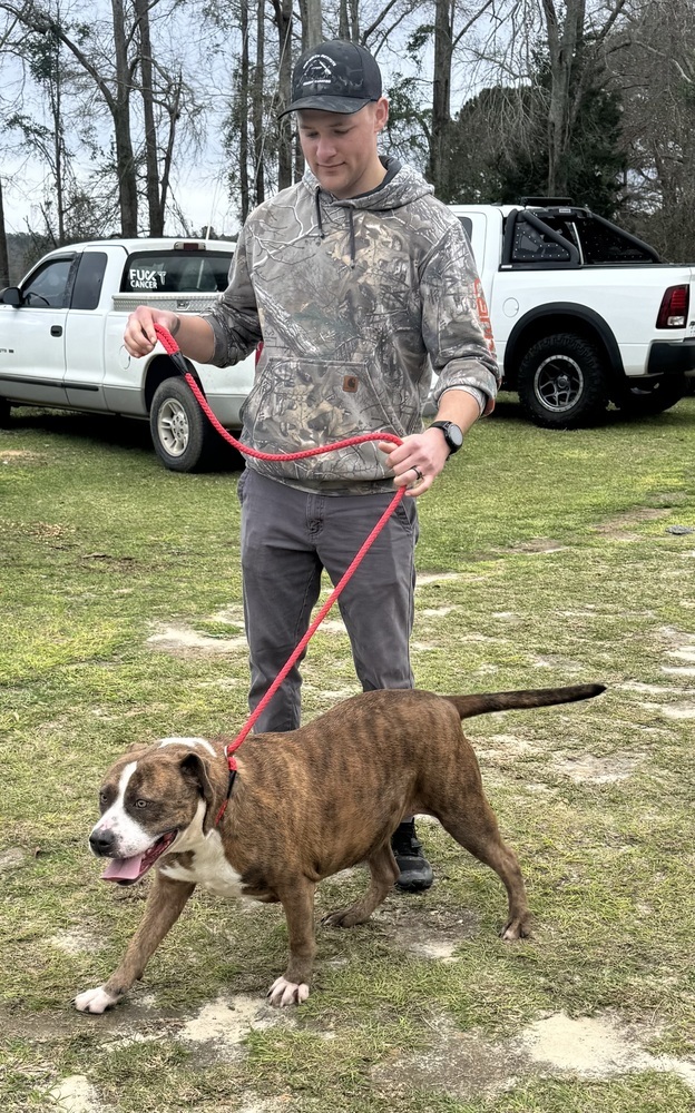 Margo, an adoptable Mastiff in Troy, AL, 36081 | Photo Image 4