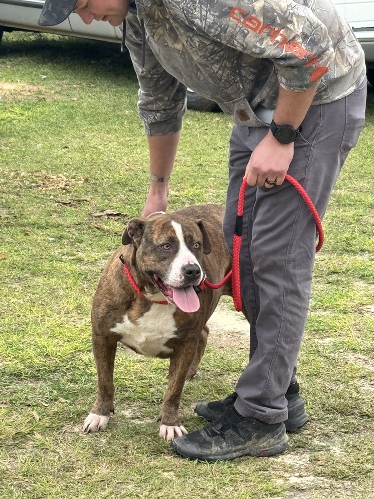 Margo, an adoptable Mastiff in Troy, AL, 36081 | Photo Image 5
