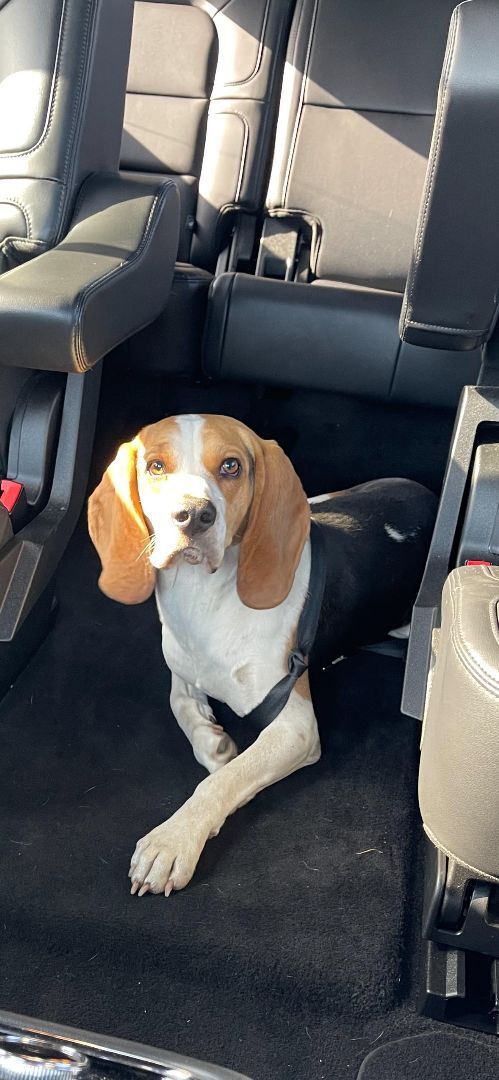 Bagel, an adoptable Beagle in Studio City, CA_image-1