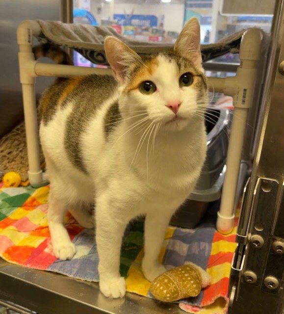 Rosalee, an adopted Calico & Domestic Short Hair Mix in Irving, TX_image-1