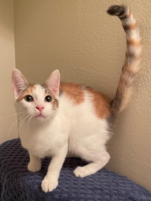 Rosalee, an adopted Calico & Domestic Short Hair Mix in Irving, TX_image-3
